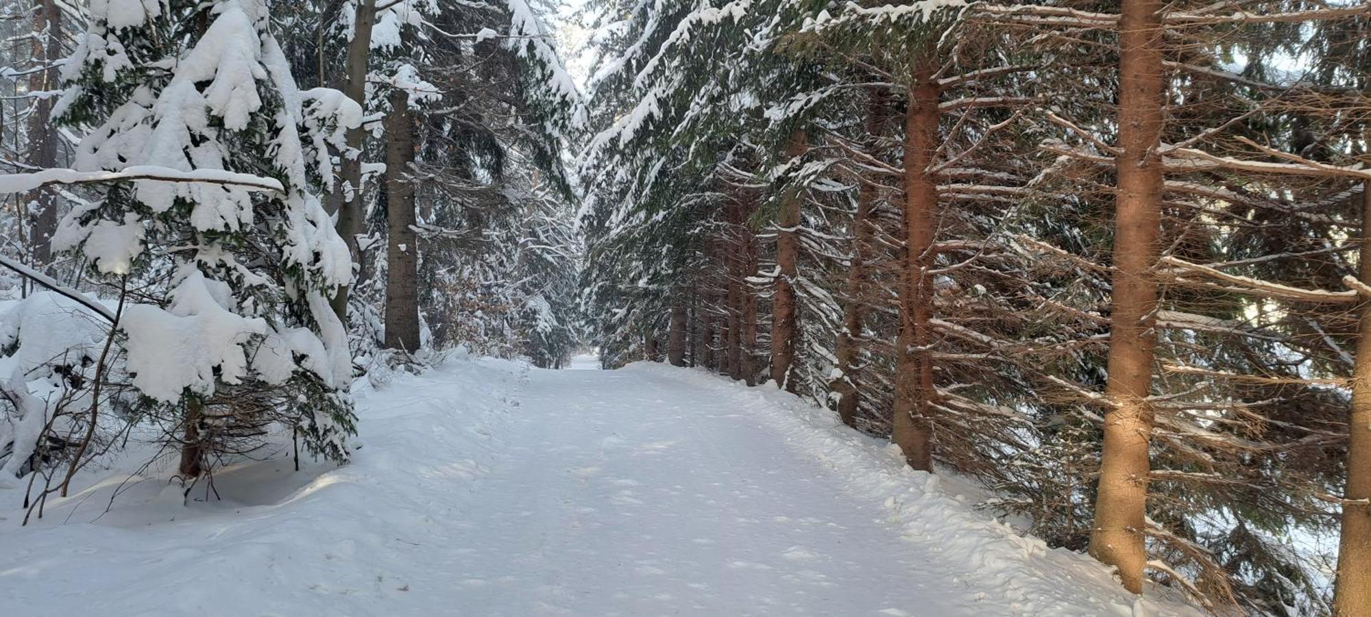 Gorskie Zacisze Bed & Breakfast Borowice Eksteriør bilde