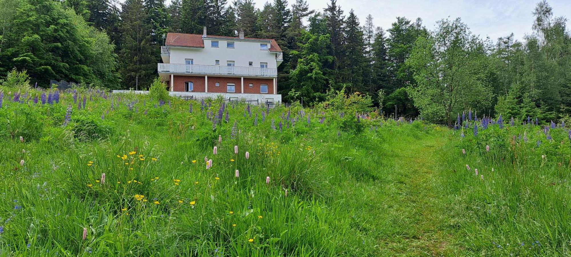 Gorskie Zacisze Bed & Breakfast Borowice Eksteriør bilde